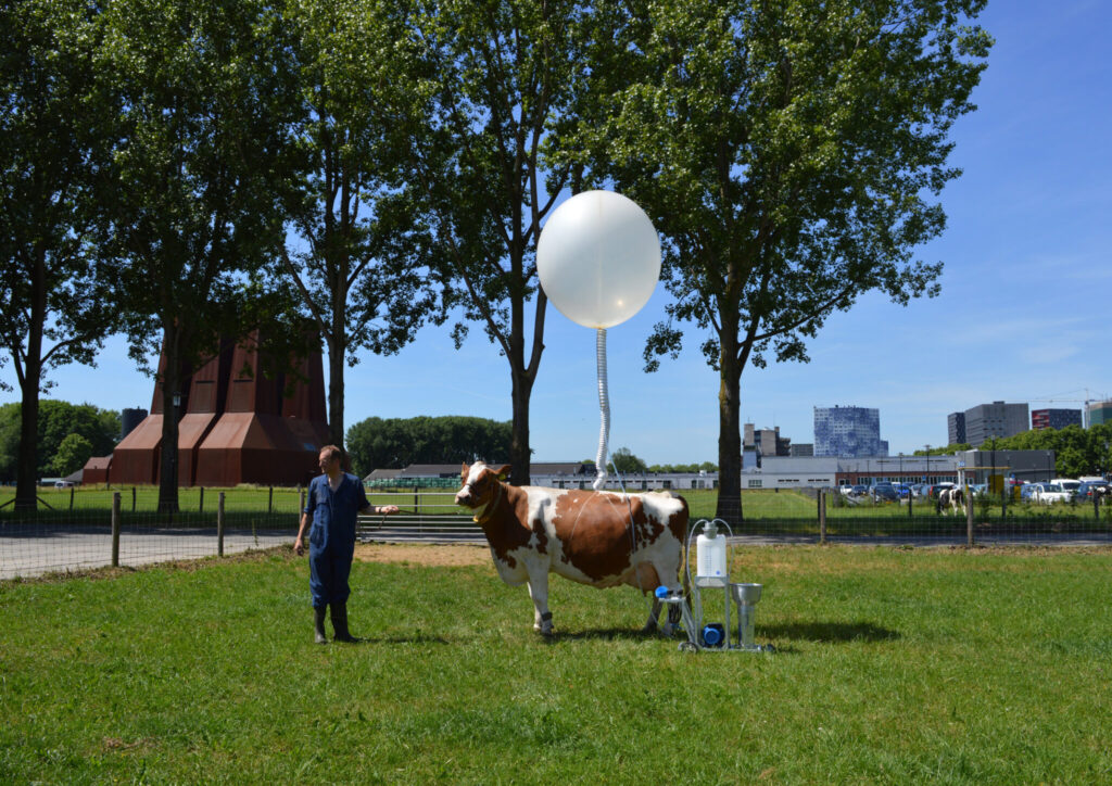 Cow Co 1 scaled