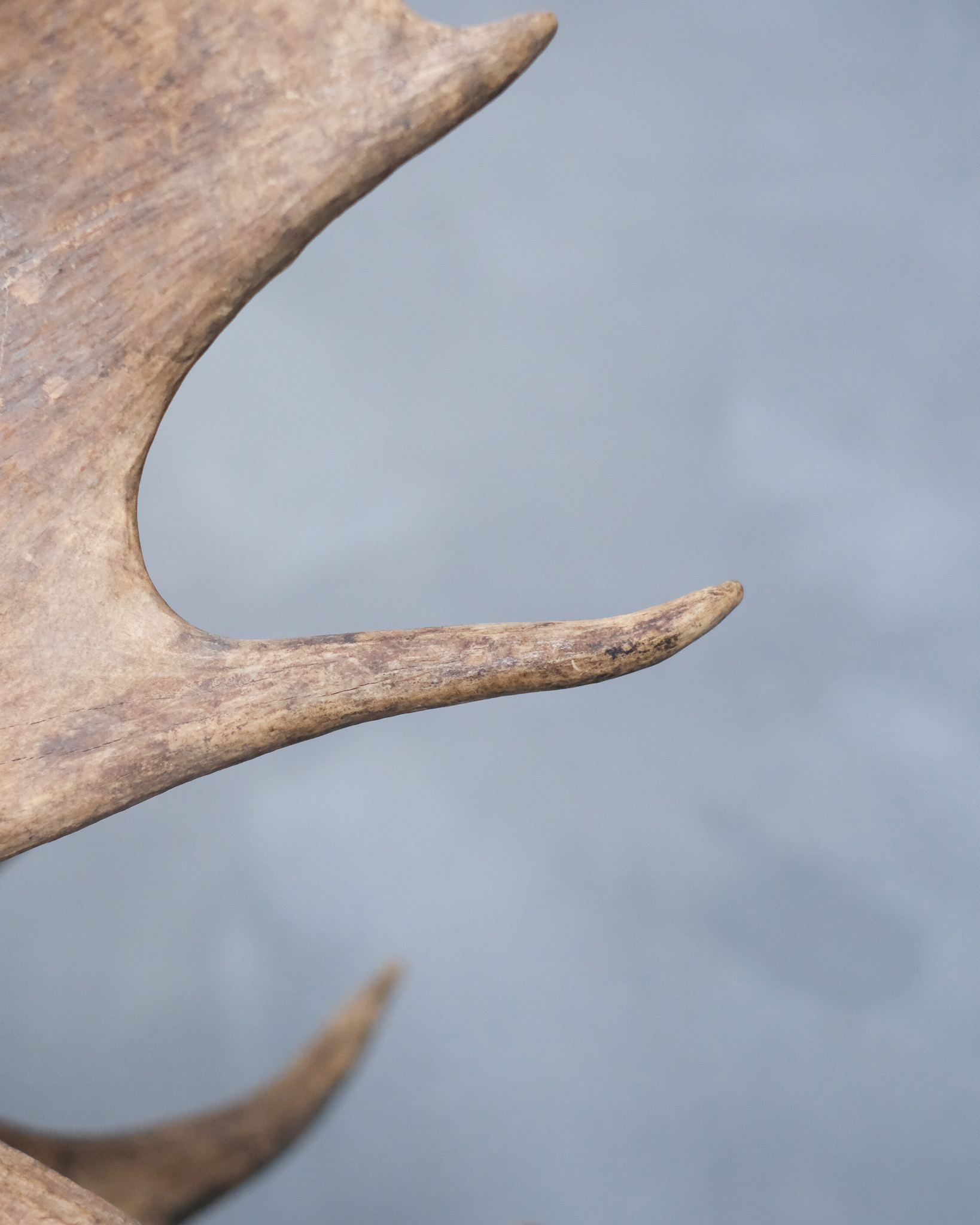 Stag Chair by Rick Owens 11