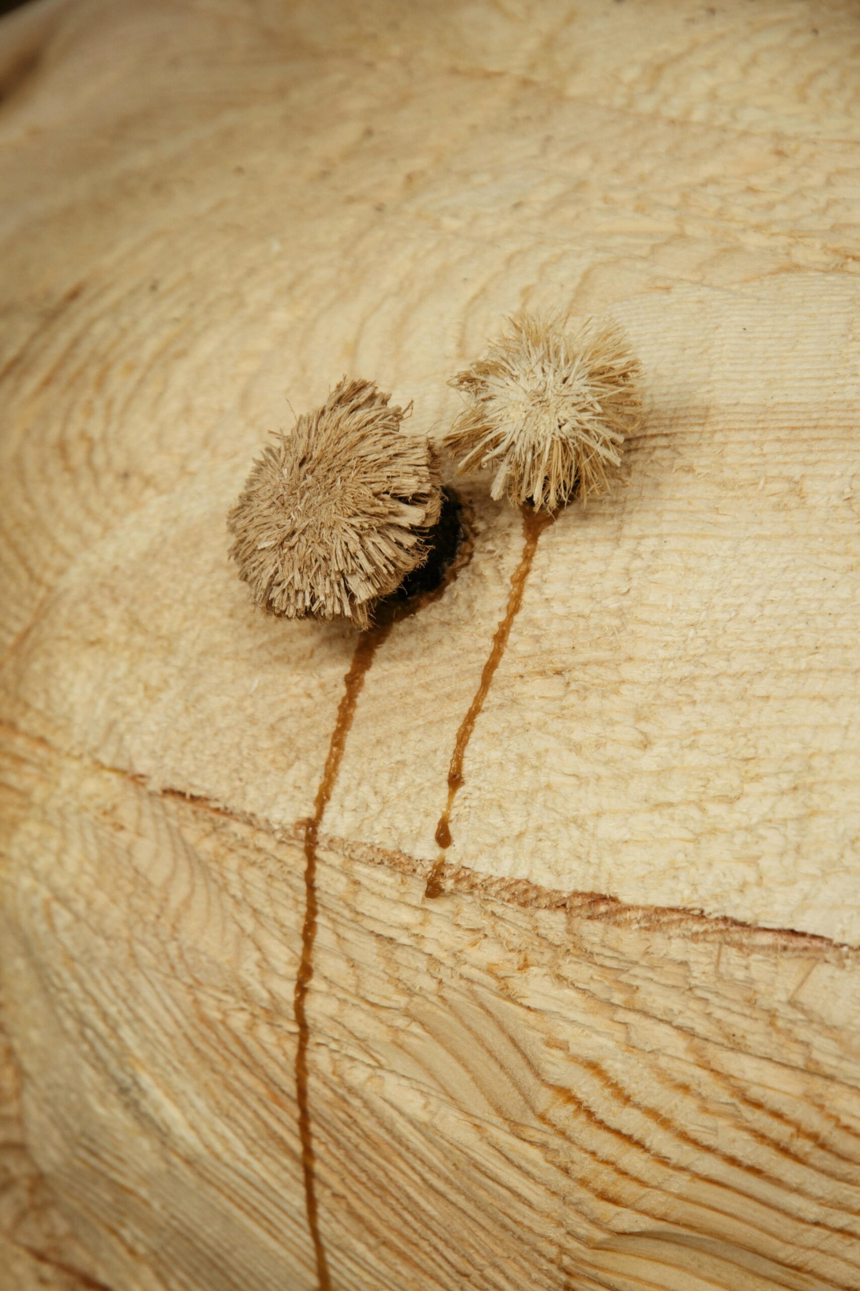 Didi Ng Wing Yin Wood fountain_sculpture_4